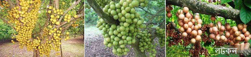 লটকন