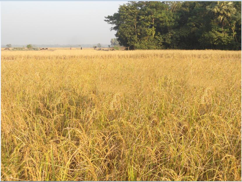 ফটো গ্যালারী
