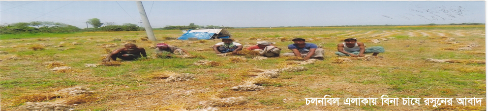 চলনবিন এলাকায় বিনা চাষে রসুনের আবাদ