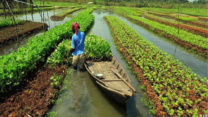 ভাসমান সবজি চাষ