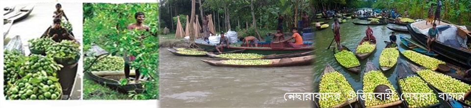 আটঘর-কুড়িয়ানার ঐতিহ্যবাহী পেয়ারা