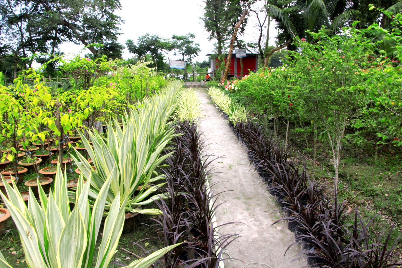 নার্সারি
