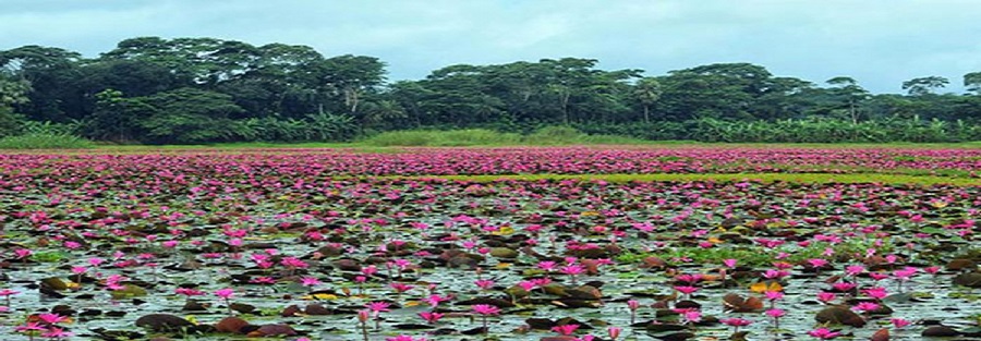 নানিয়াপাড়া কেগাতী শাপলা বিল