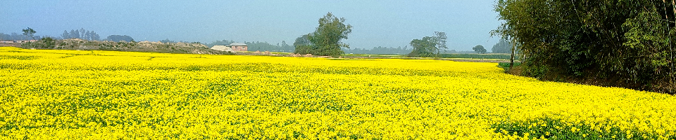 সরিষা ক্ষেত