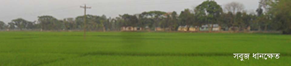 সবুজ ধান ক্ষেত