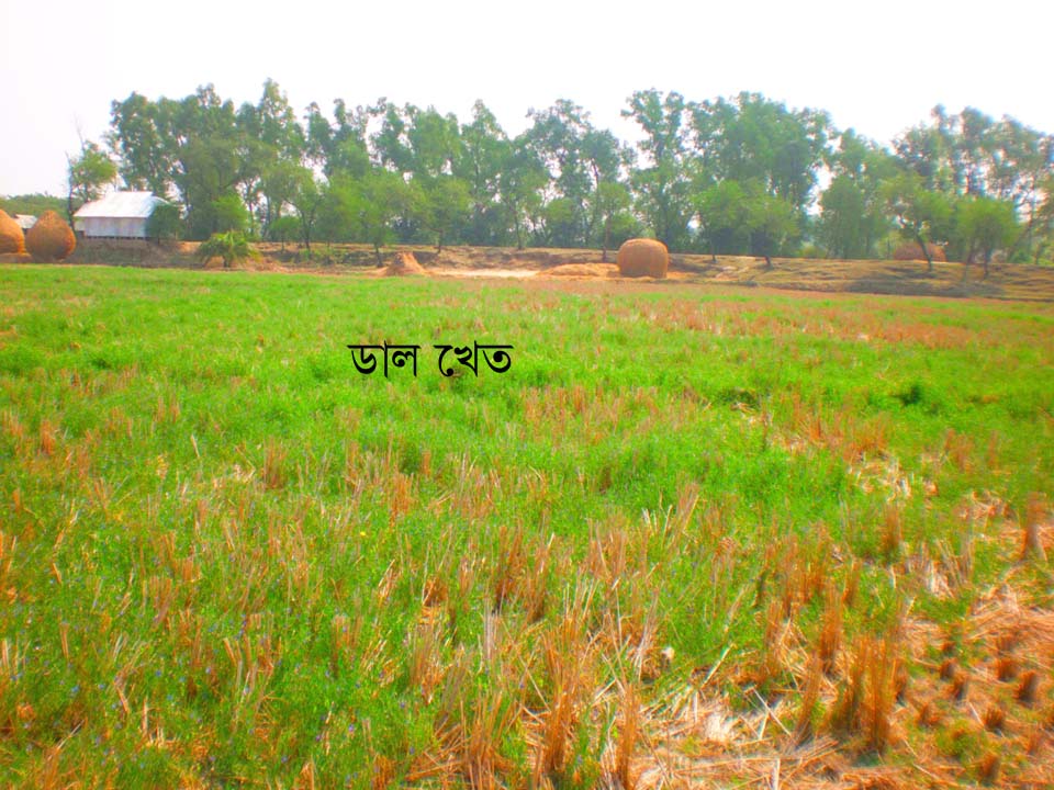 ডাল খেত
