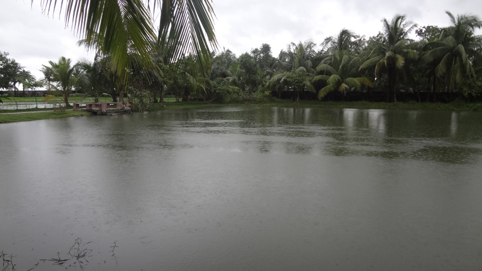 পুকুরের প্রাকৃতিক দৃশ্য