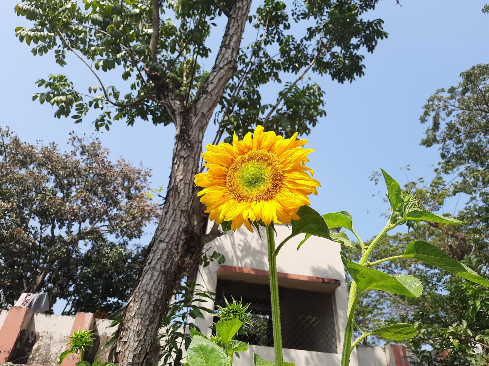ফুলে শোভিত নেমেক