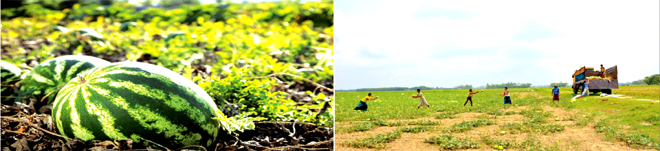 তরমুজ চাষ