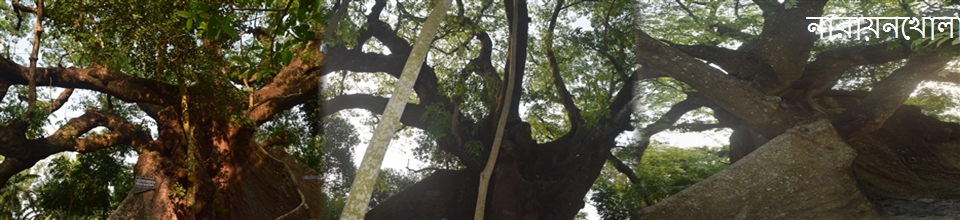 নারায়নখোলা শিমুল গাছ