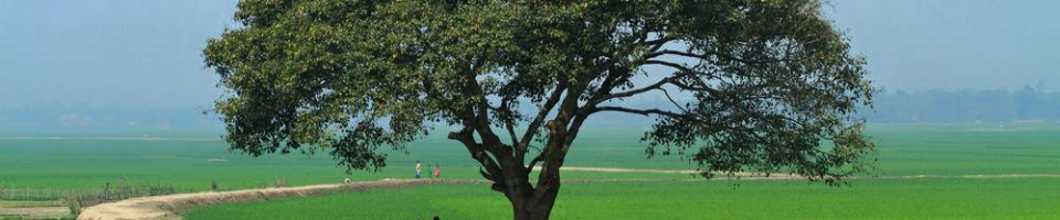 গ্রামের দৃশ্য