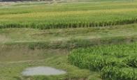 ভূমি