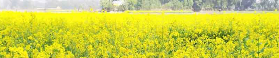 সরিষা ফুল