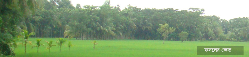 ফসলের ক্ষেত