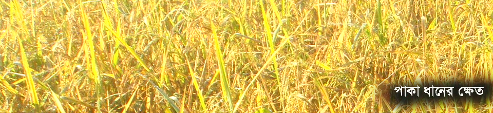 উত্তর চর বংশী ইউনিয়নের পাকা ধানের ক্ষেত