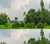 কৃষি ও প্রাণিসম্পদ-সেবা