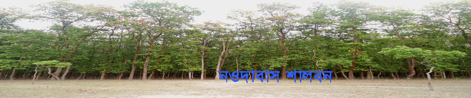 নওদাবাস শালবন