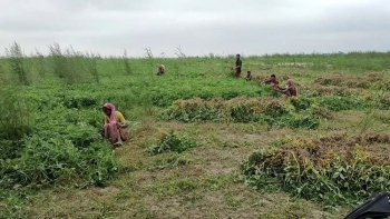চর অঞ্চলের কৃষি