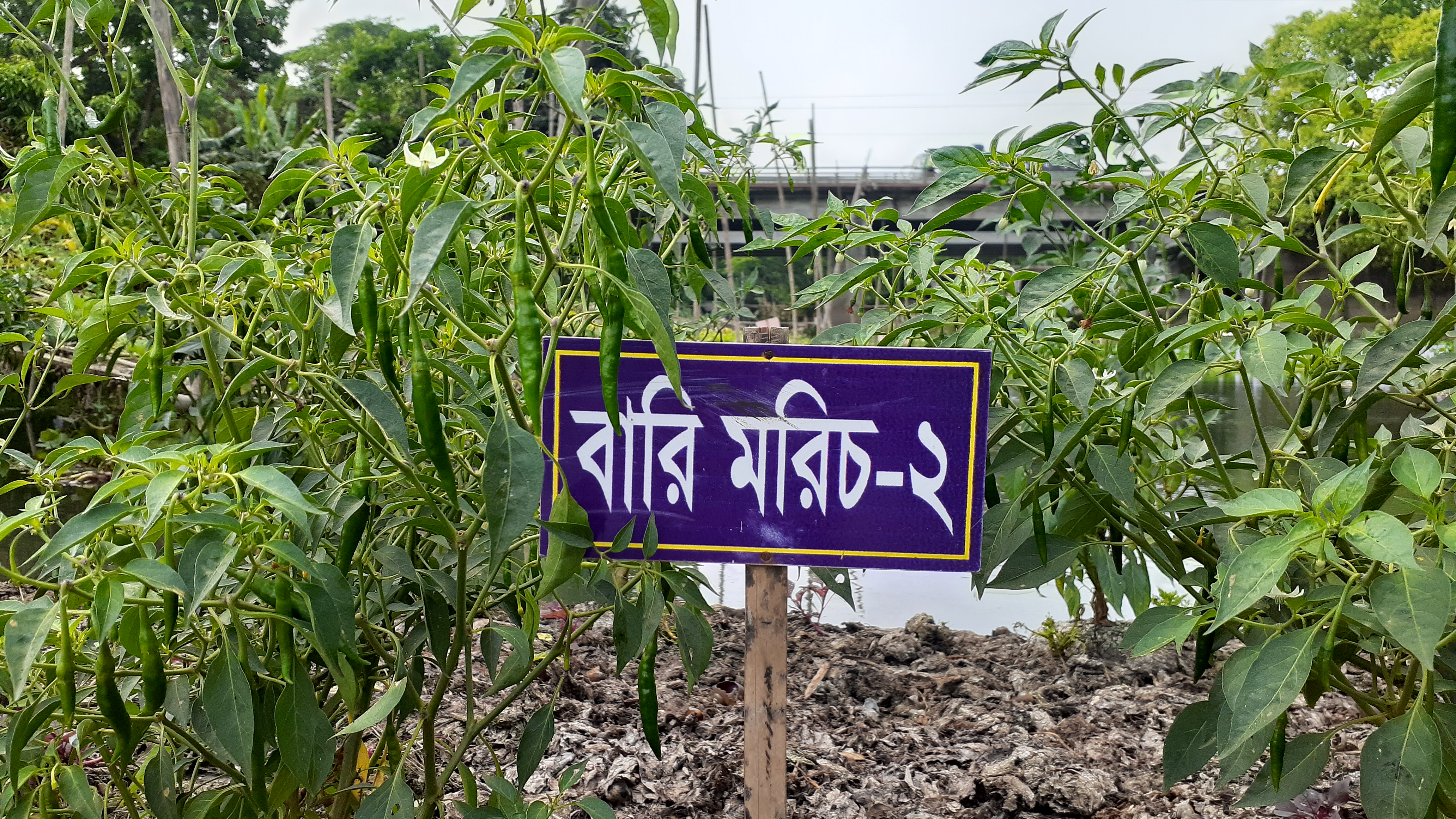 ভাসমান বেডে বারি মরিচ-২ উৎপাদন