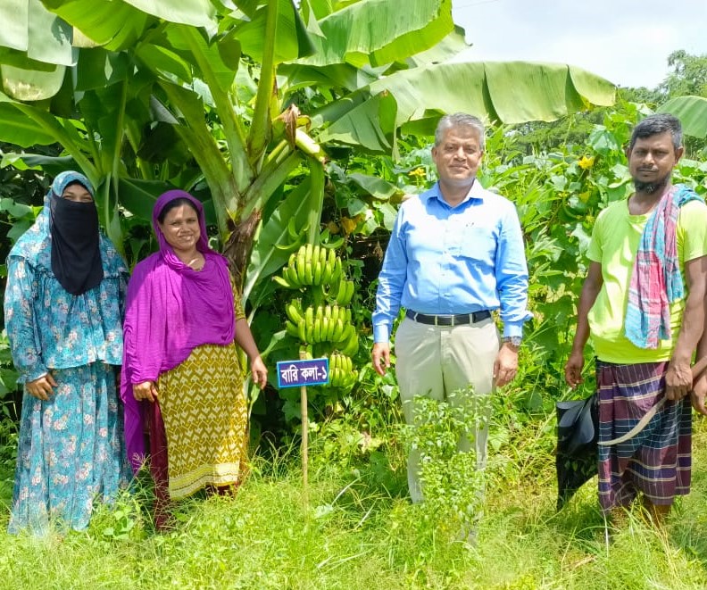 বারি কলা-১