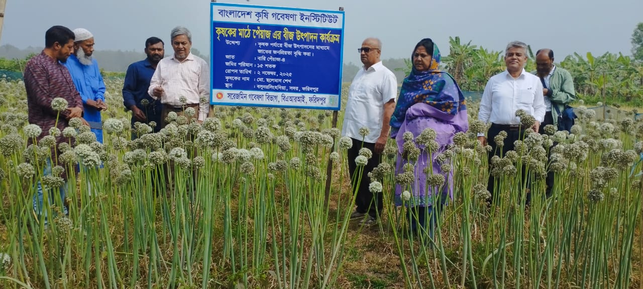 বারি পেঁয়াজ-৪ এর বীজ উৎপাদন প্রদর্শনী