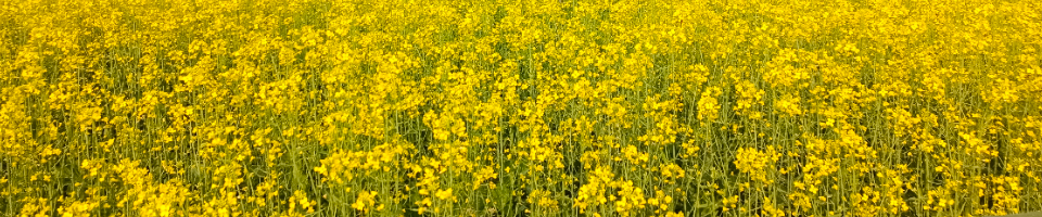 বারি সরিষা-১৪