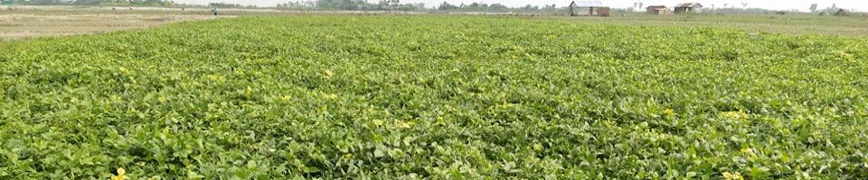 মাসকালাই