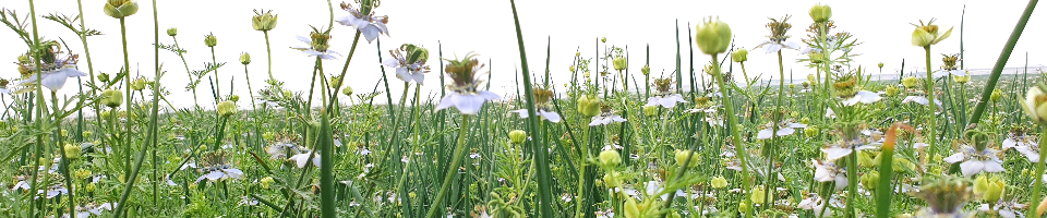 কালোজিরা