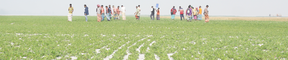 চীনাবাদাম