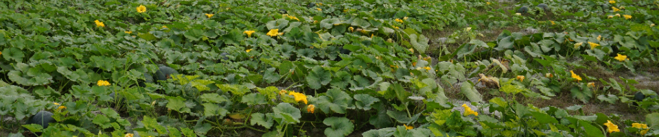 মিষ্টিকুমড়া