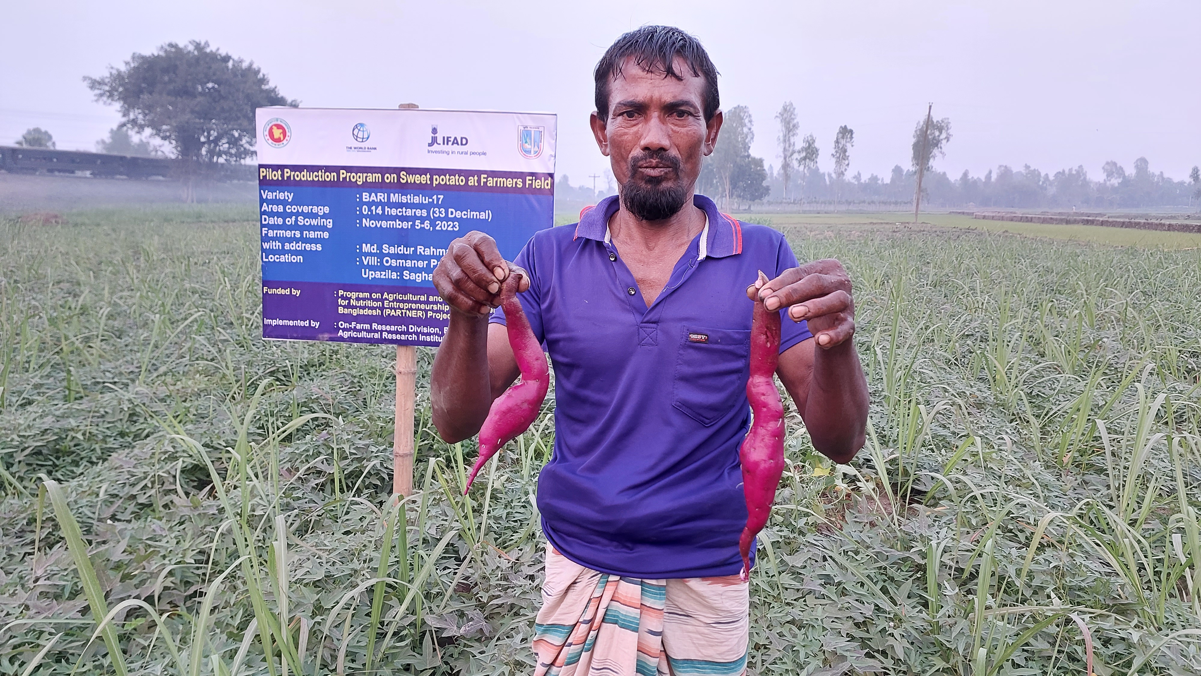 গাইবান্ধার চর এলাকায় বারি মিষ্টিআলু-১৭ পাইলট প্রোডাকশন