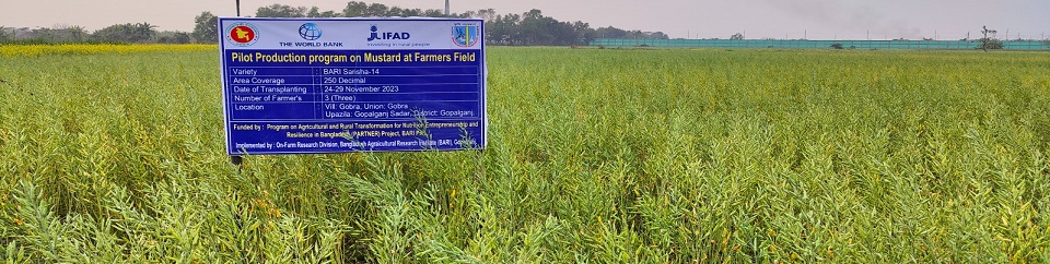 সরিষা