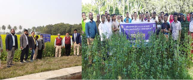 সরিষা ও তিলের গবেষণা মাঠ পরিদর্শন