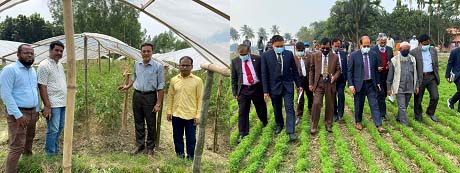 টমেটোর গবেষণা মাঠ ও ডিজি স্যারের গবেষণা মাঠ পরিদর্শন