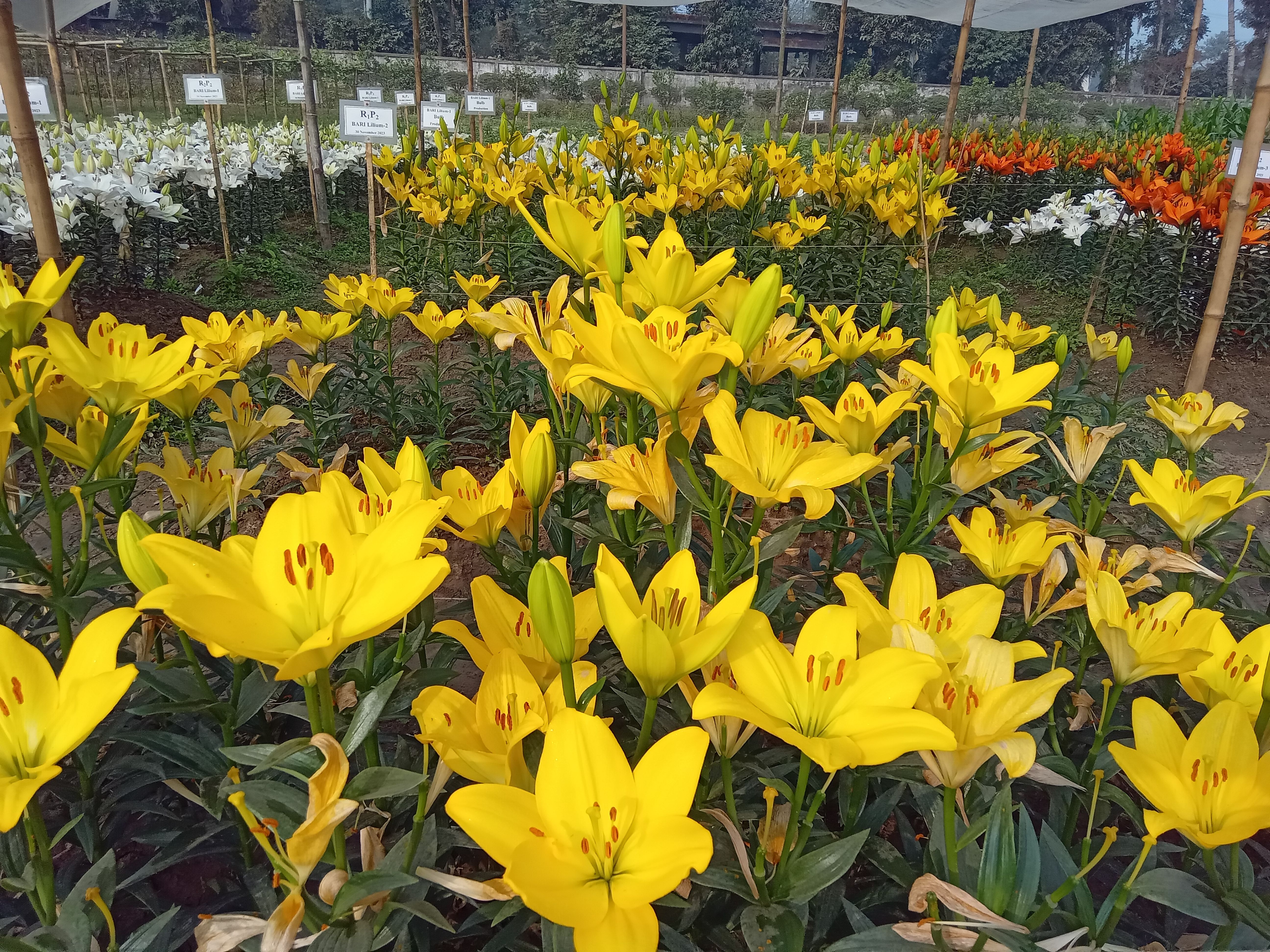 ছবি-সগবি, বি এ আর আই, রংপুর