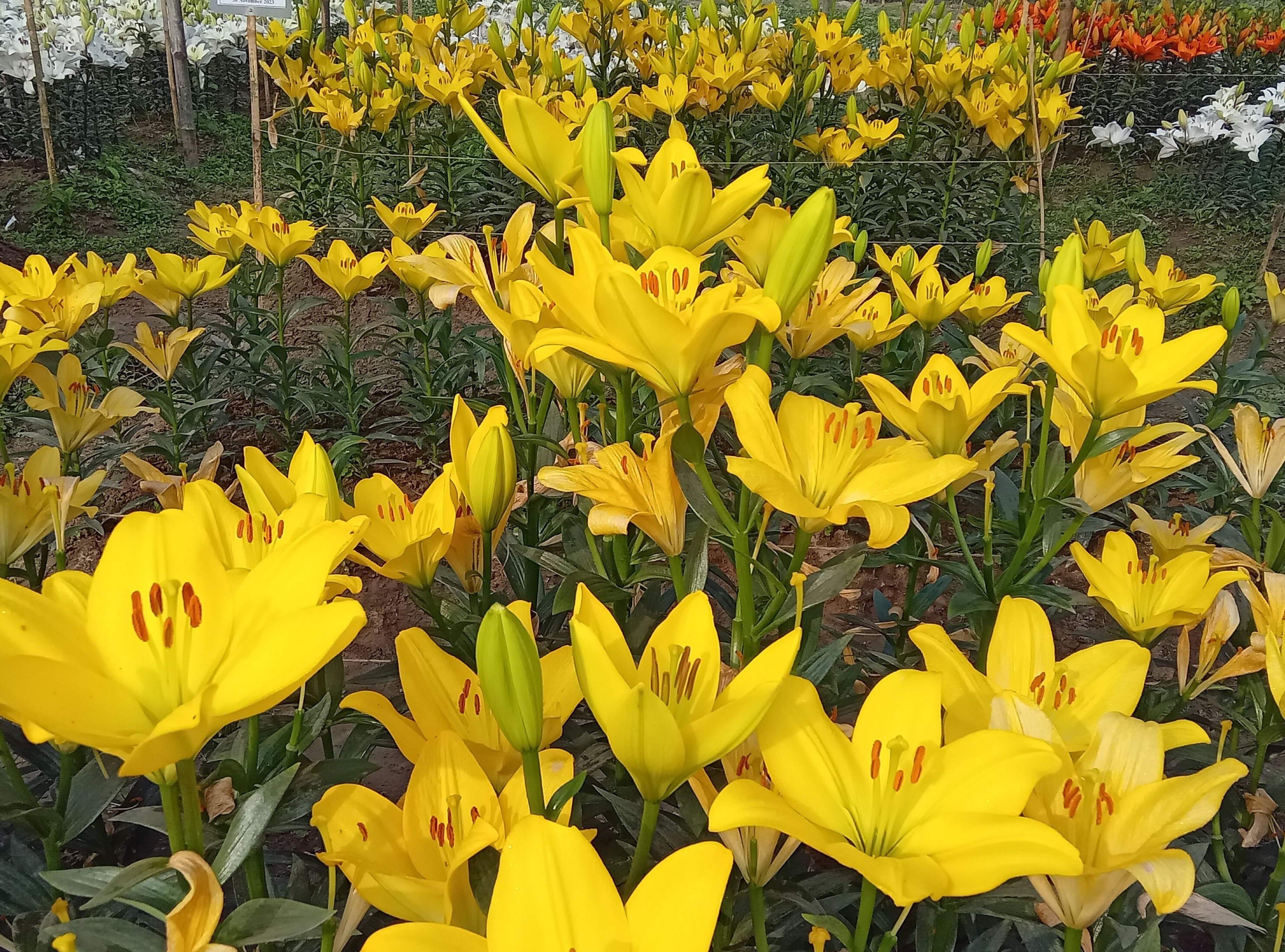 লিলিয়াম