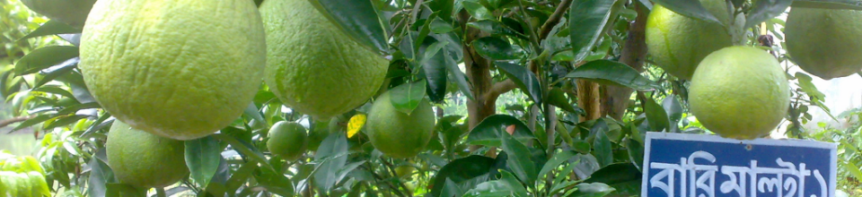 সরেজমিন গবেষণা বিভাগ