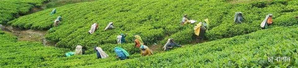 ব্যানার