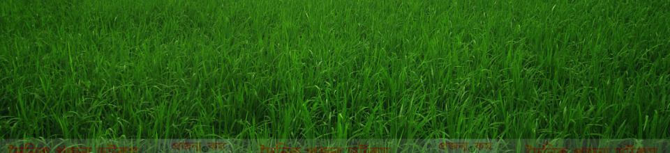 সবুজের সমাহার উছমানপুর