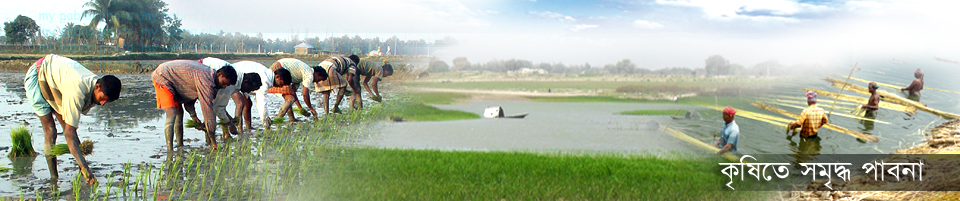 কৃষিতে পাবনা