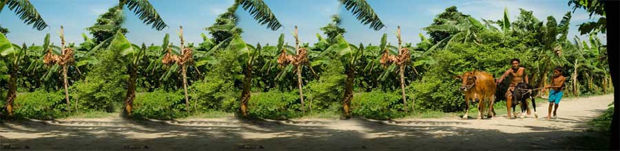 পদুমশহর ইউনিয়ন