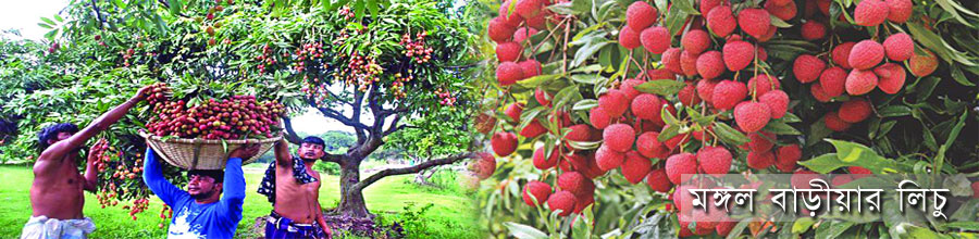 মঙ্গলবাড়ীয়ার লিচু