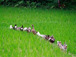 ইউনিয়ন ও সৌন্দর্য