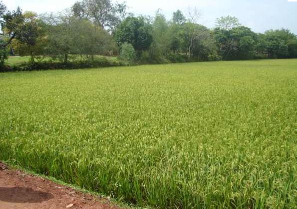 কৃষি ও প্রাণি সম্পদ