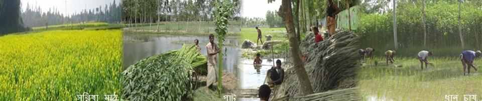 পলাশবাড়ী উপজেলা