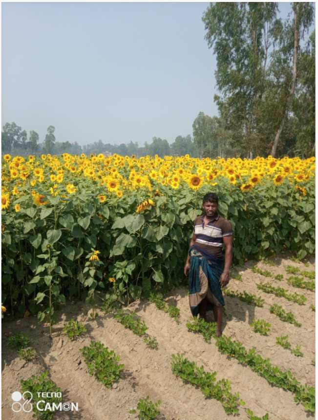 পলাশবাড়ী উপজেলায় বেশ কিছু জায়গায় সূর্যমুখীর আবাদ