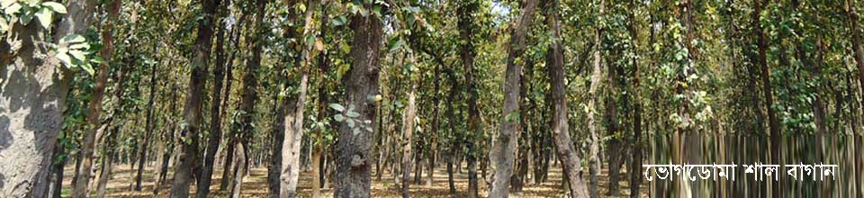 ভোগডোমা শালবন