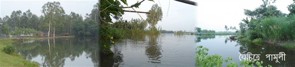 বৈচিত্রে পামুলী। ফুলে ফলে আর রুপের মাধুরিতে পামুলীর জুড়ি নেই।