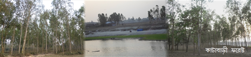 কাটাবাড়ী ফরেষ্ট