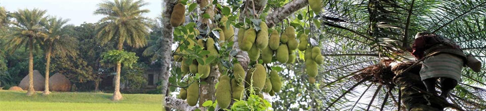 প্রাকৃতিক সৌন্দর্য গ্রাম বাংলা।